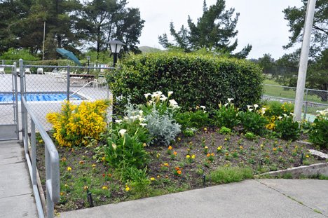 the pool and flower garden